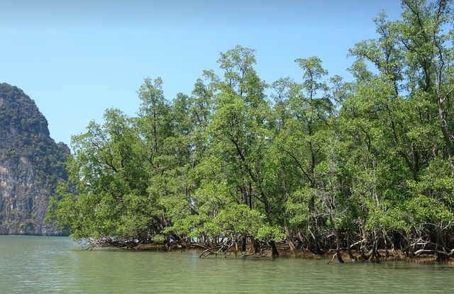 manfaat hutan mangrove. Foto adalah hutan mangrove. Sumber: Pixabay