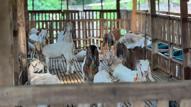 Salah satu koleksi kambing perah di Jannati Farm, Jogja, yang dikelola sebagai bagian dari edukasi dan produksi peternakan. Foto: Arif UT/Pandangan Jogja