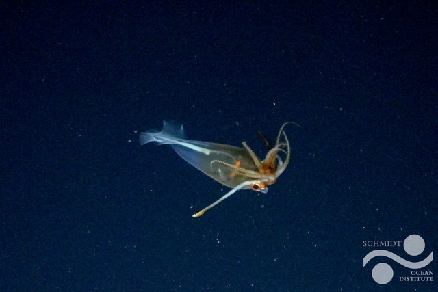Cumi-cumi kaca glasial, G. glacialis. Foto: Schmidt Ocean Institute