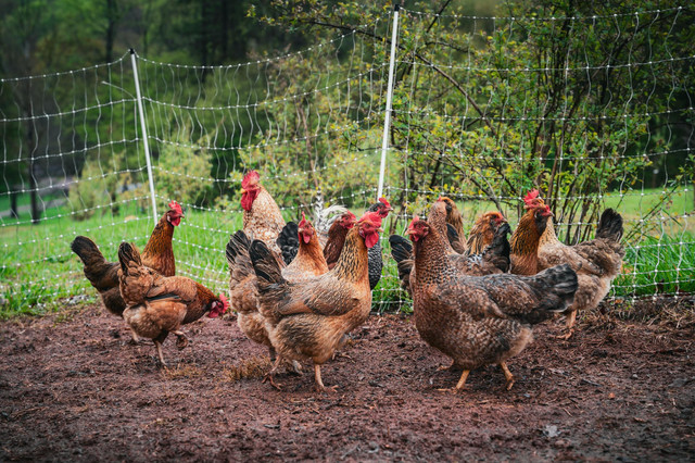 Ilustrasi rekomendasi pakan ayam kampung. Foto: Pexels.com/Lilly Grace