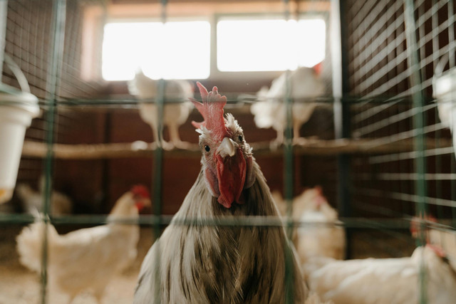 Ilustrasi rekomendasi kandang ayam kampung. Pexels/cottonbro studio
