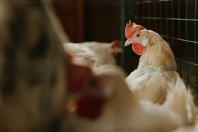 Ilustrasi perbedaan ayam joper dan pejantan. Pexels/cottonbro studio