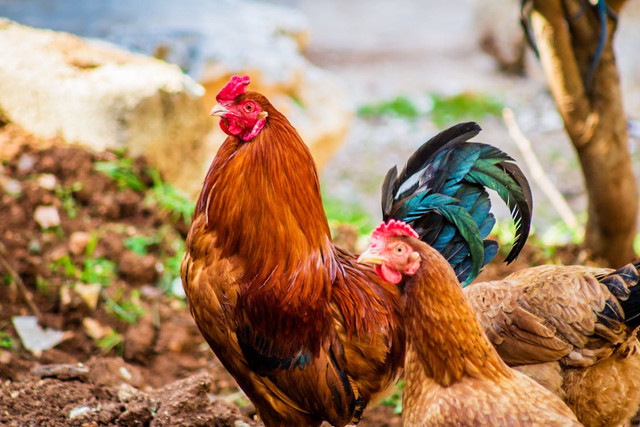 Ilustrasi Penyebab Ayam Joper Kanibal,Foto:Pexels/Samer Daboul