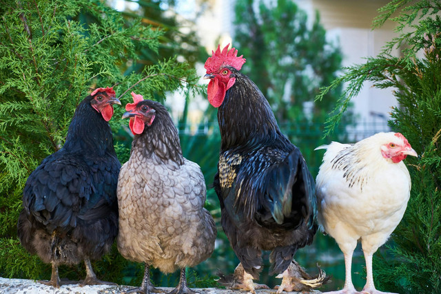 Ilustrasi cara mengatasi ayam joper kanibal. Foto: Pexels.com/Engin Akyurt