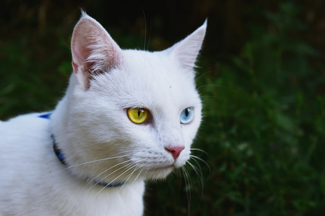 Ilustrasi mitos kucing putih mata biru kuning, foto: unsplash/Didssph