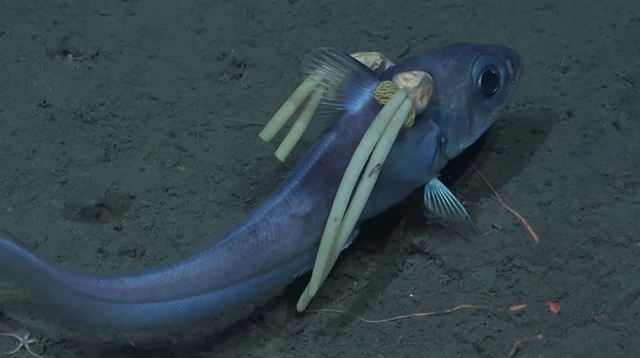 Parasit penghisap darah menempel di kepala ikan ekor tikus laut dalam. Foto: Schmidt Ocean Institute