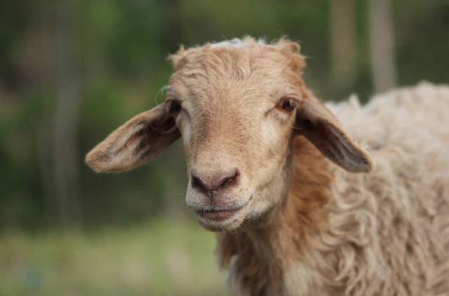 Ilustrasi Cara Memilih Kambing Kurban Idul Adha 2025  Sumber Unsplash/Ricky Riyadi