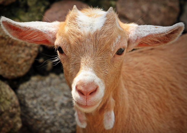Ilustrasi cara menghitung ransum pakan kambing. Sumber: Pixabay/NoName_13