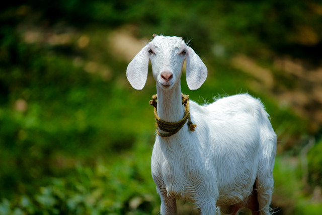 Ilustrasi Harga kambing Idul adha 2025. Sumber: nandhu kumar/unsplash