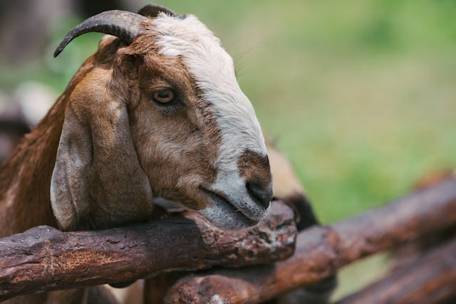 Ilustrasi Syarat Kambing untuk Kurban. Sumber: Pexels/Mikhail Nilov