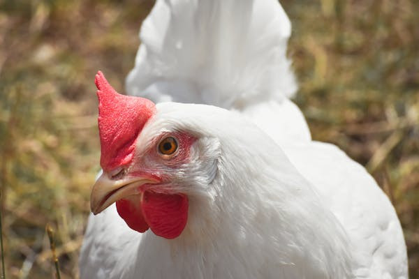 Ilustrasi Apakah Ayam Negeri dan Ayam Broiler Sama atau Berbeda, Foto: Pexels/Alexas Fotos