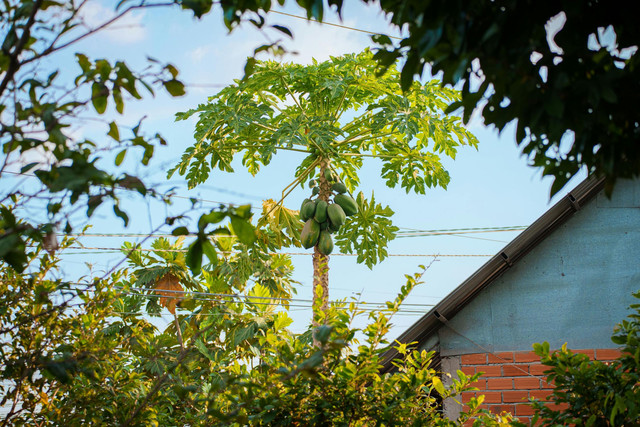 Ilustrasi cara merebus bunga pepaya agar tidak pahit. Foto: Pexels.com/Phi Long