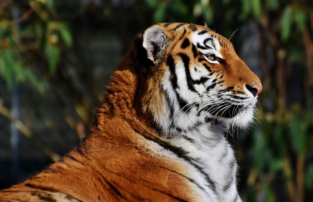 Ilustrasi sinopsis Manusia Harimau, Foto: Pixabay/Ralphs_Fotos