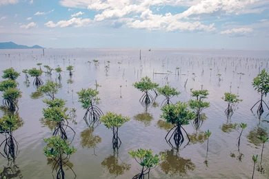 Ilustrasi pelestarian hutan mangrove. Foto: Shutterstock/2058764657