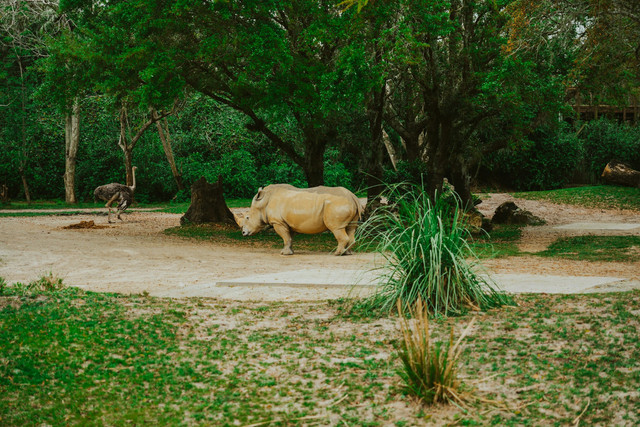 Harga Tiket Safari Beach Jateng 2025. Foto hanya sebagai ilustrasi, bukan tempat sebenarnya. Sumber foto: Unsplash-Nicholas Fuentes