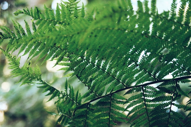 Ilustrasi bagaimana bentuk ragam hias daun paku. Sumber: unsplash.com/Stephy Miehle