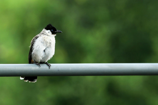 Ilustrasi Kenapa Burung Kutilang Diam Saja? Ini Penjelasannya, Unsplash/Jeffry S.S.