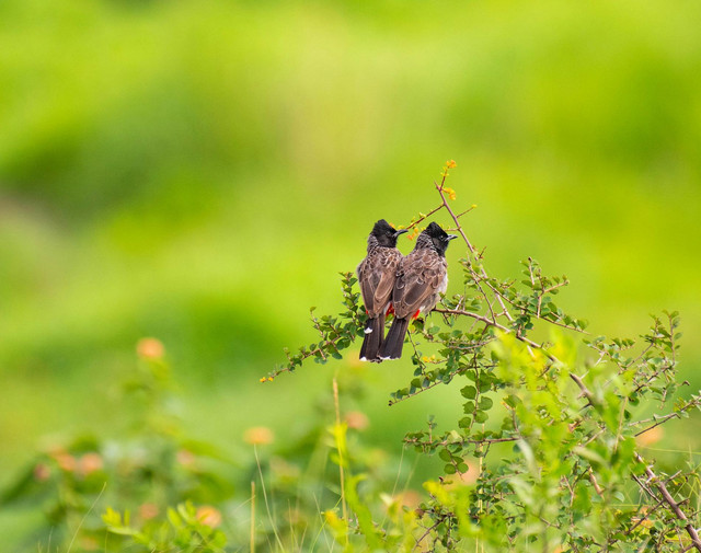 Ilustrasi Ciri-Ciri Burung Kutilang Sudah Tua yang Perlu Diketahui, Pexels/Roshan Dadhe