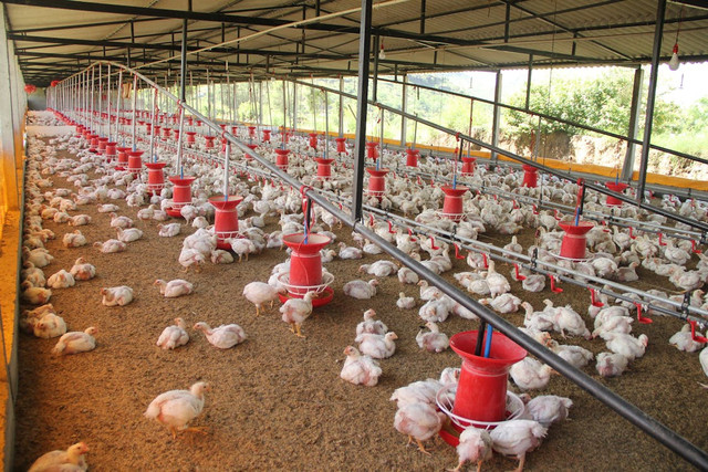 Ilustrasi Cara Agar Telur Ayam Menetas Semua,Foto:Pexels/Ramdas Aswale