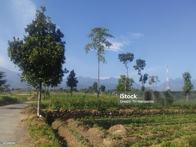 https://www.istockphoto.com/id/foto/sawah-di-bukit-gm1472183140-502604172