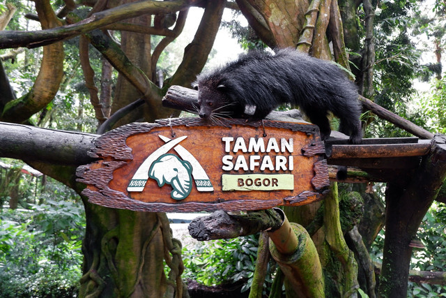 Taman Safari Indonesia. Foto: Shutterstock