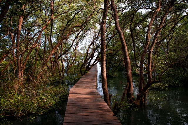 Hutan mangrove di Jawa Timur. Foto hanyalah ilustrasi, bukan tempat yang sebenarnya. Sumber: Unsplash/deni febriliyan