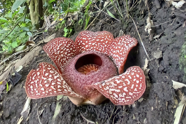 Bunga Rafflesia zollingeriana di sekitar hutan antara Desa Sumber Nanas dan Desa Papring, Banyuwangi. Foto: Dok. Bayu Catur Pamungkas untuk kumparan