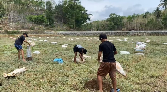 Proses revitalisasi Telaga Dondong di Gunungkidul menggunakan metode kearifan lokal berupa kompos. Foto: Dok. IPPD