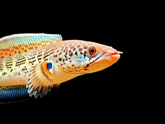 Ilustrasi Cara Melatih Ikan Channa Makan Pelet,Foto:Pexels/HU ONE