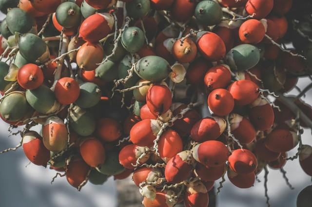 Ilustrasi cara merebus buah pinang muda. Foto: Pexels.com/Tristan Le