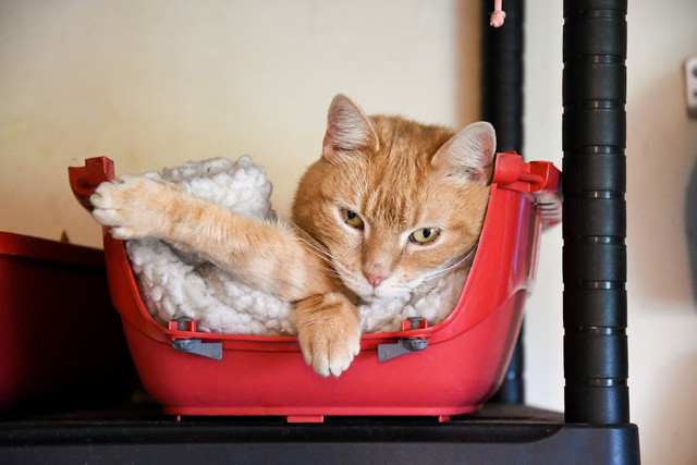 Ilustrasi Mitos Kucing Oren Betina. Pexels/Colombe Delons