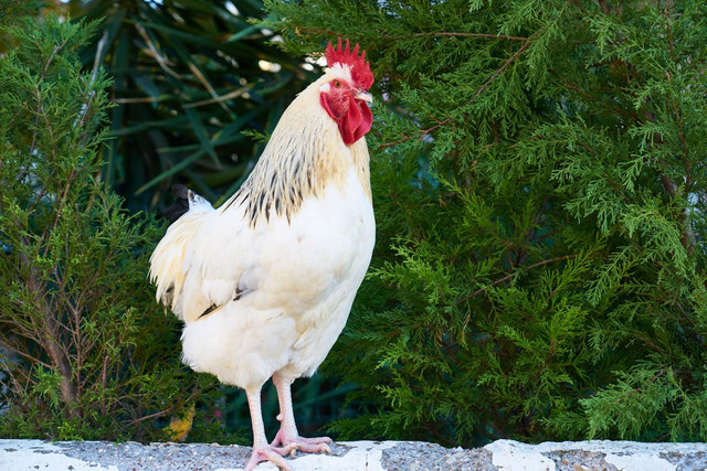 Ilustrasi Rekomendasi Pakan Ayam Bangkok. Pexels/Engin Akyurt