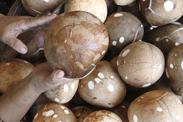 Pedagang menata kelapa kupas di pusat grosir Pasar Comboran, Malang, Jawa Timur, Rabu (16/4/2025). Foto: Ari Bowo Sucipto/ANTARA FOTO