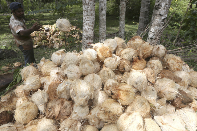 Petani memperlihatkan buah kelapa yang baru dipanen di Desa Leungah, Aceh Besar, Aceh, Kamis (24/4/2025). Foto: Irwansyah Putra/ANTARA FOTO