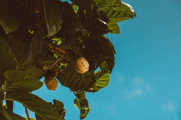 Ilustrasi Cara Merebus Buah Mengkudu, Foto: Pexels/Jess Loiterton
