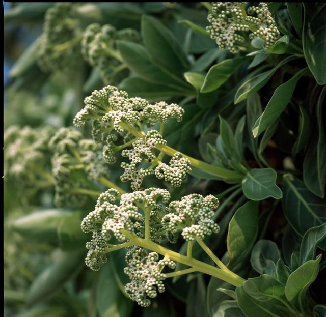 Ilustrasi Cara Memasak Genjer agar Tidak Pahit. Pexels/Q. Hưng Phạm