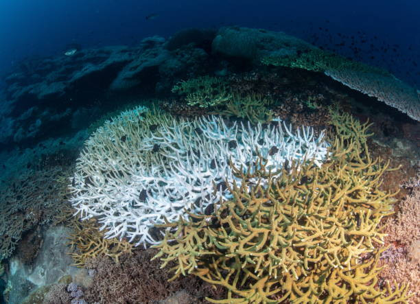 ilustrasi: coral belaching di laut                                                                        kredit foto: istock