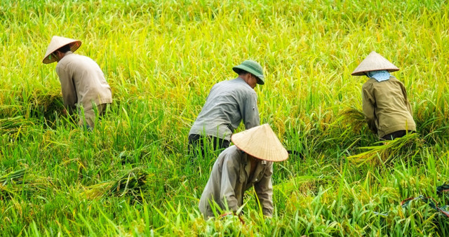 Ilustrasi petani. Foto: Canva