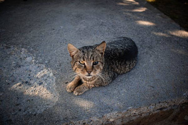 Ilustrasi Mitos Kucing Tabby, Foto: Pexels/Ajdin Coric