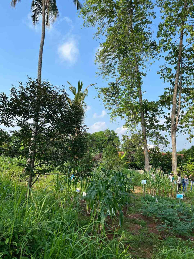 Penerapan Agroforestri. Sumber: Dari Penulis (Terjun ke Lapangan)