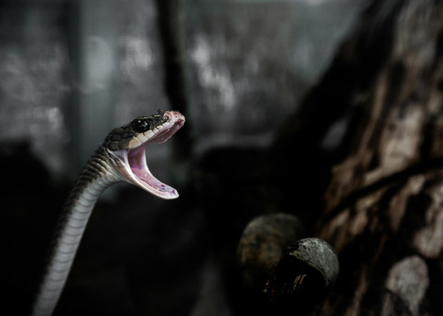 Ilustrasi Mitos Ular Cabe, Pexels/Donald Tong