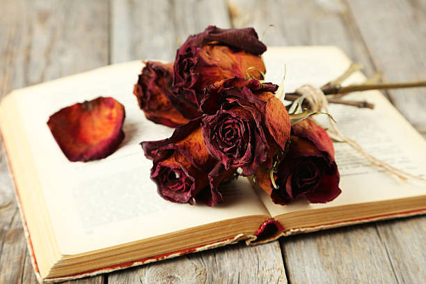 Ilustrasi buku yang sudah usang dan bunga layu menggambarkan perasaan inferioritas yang mulai tumbuh dalam diri, sementara keinginan untuk mencapai sesuatu yang lebih tinggi terasa seperti superioritas yang hanya ada dalam angan-angan. (Sumber: https://www.istockphoto.com).