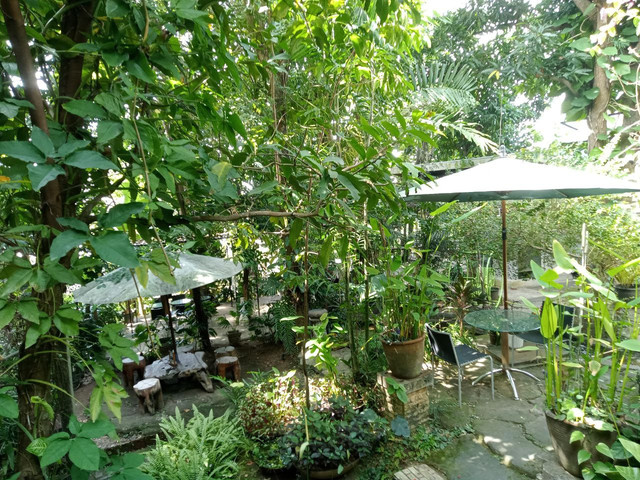 Area terbuka yang menyatu dengan alam dikelilingi oleh pepohonan, nuansa hijau menciptakan suasana tenang dan damai di Klü Cafe, Ngesrep, Semarang. Dok. Fanny Marizka