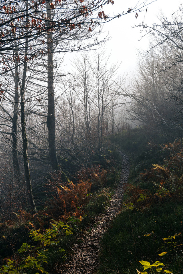 "Foggy Forest Path" – Foto oleh Casper van Battum di Unsplash.