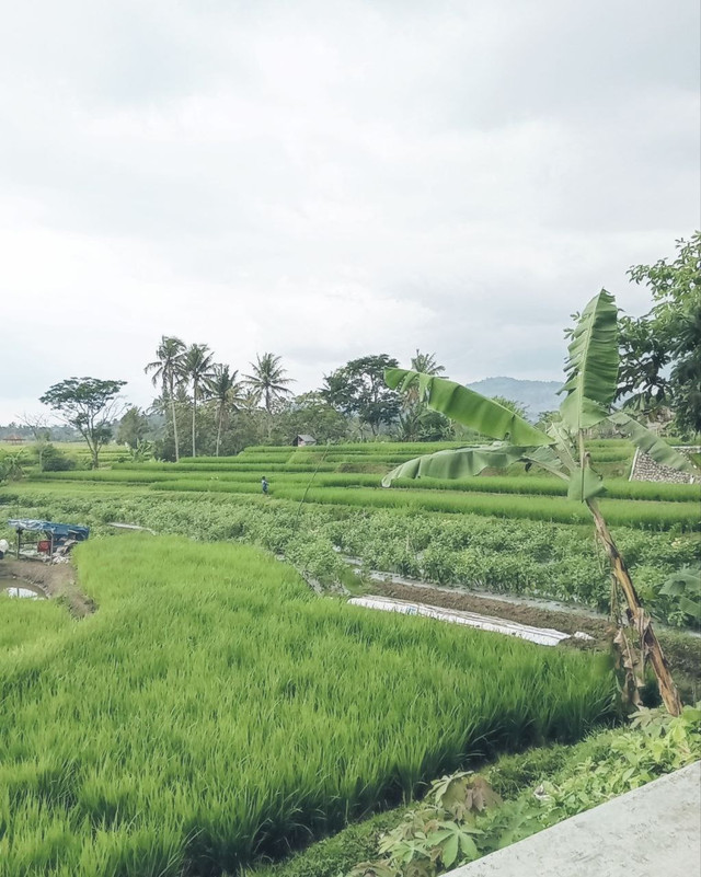 Pemandang Sawah di Kp. Lunjuk Hilir, Kec. Garut Jawa Barat (12/5/2025). Foto : Khandita Syazara
