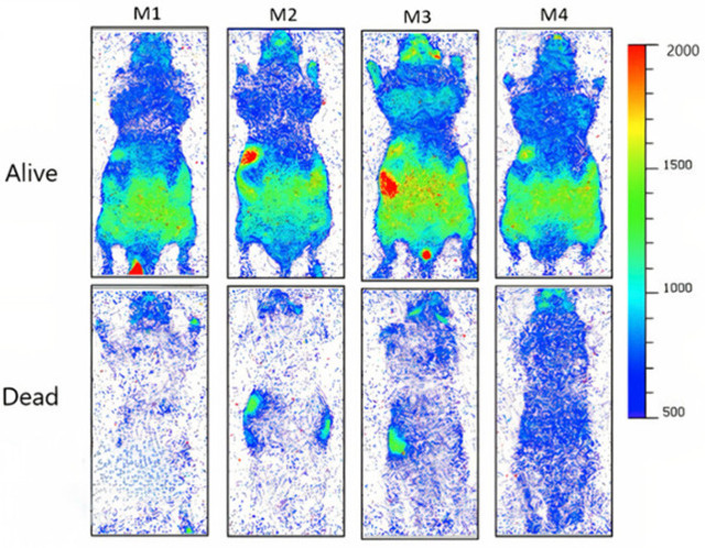 Percobaan menelusuri aura lembut dari spesies tikus. Foto: (Salari et al., J. Phys. Chem. Lett., 2025).
