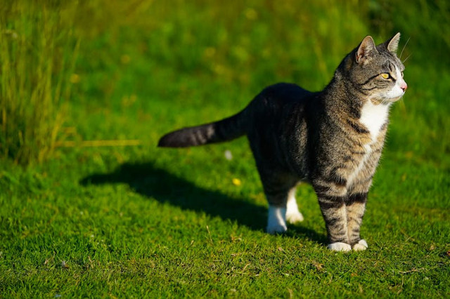 Ilustrasi mitos kucing ekor bundel. Foto: Pexels.com/Naren Yogarajah