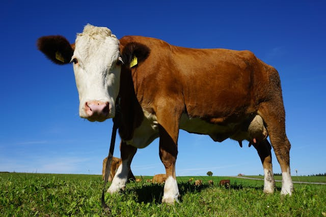 Ilustrasi untuk Hukum dalam Melaksanakan Qurban adalah. Sumber: Pexels/Pixabay