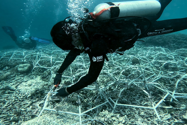 BRI Menanam-Grow & Green bantu rehabilitasi terumbu karang dalam menjaga ekosistem laut di Pulau Kapoposang, Kabupaten Pangkajene Kepulauan, Sulawesi Selatan. Foto: Dok. BRI