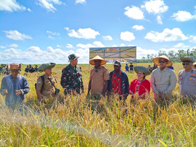 Panen padi perdana di Lumbung Pangan Wanam di Papua Selatan, Jumat (16/5/2025). Foto: Istimewa 